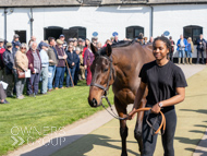 NH220326-18 - Thewoodcorner